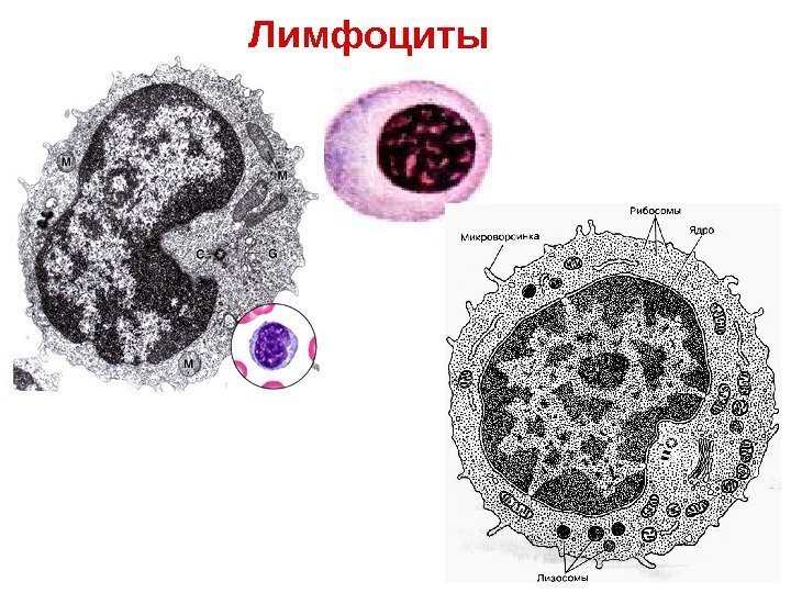   Лимфоциты 