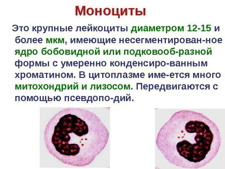   Моноциты Это крупные лейкоциты диаметром 12 -15 и более мкм , имеющие