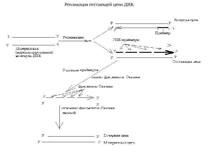      Репликация отстающей цепи ДНК 