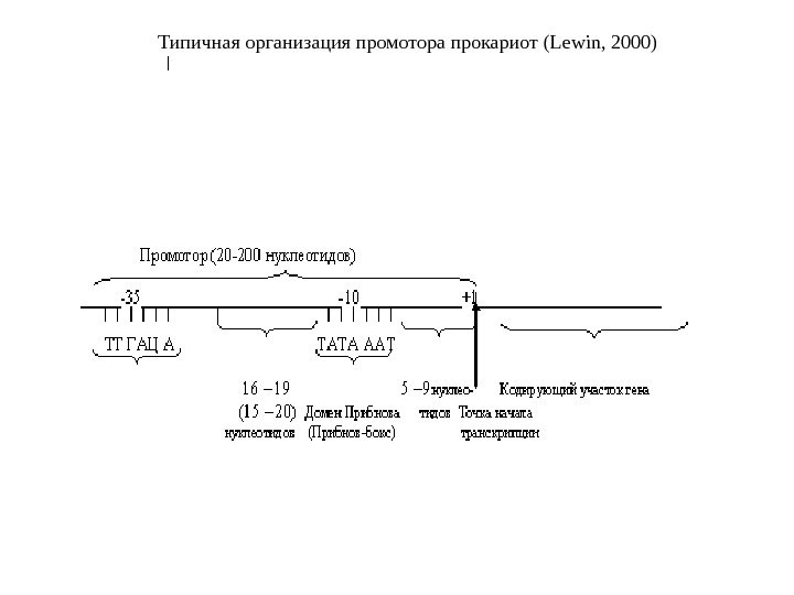 Типичная организация промотора прокариот (Le w in, 2000) 