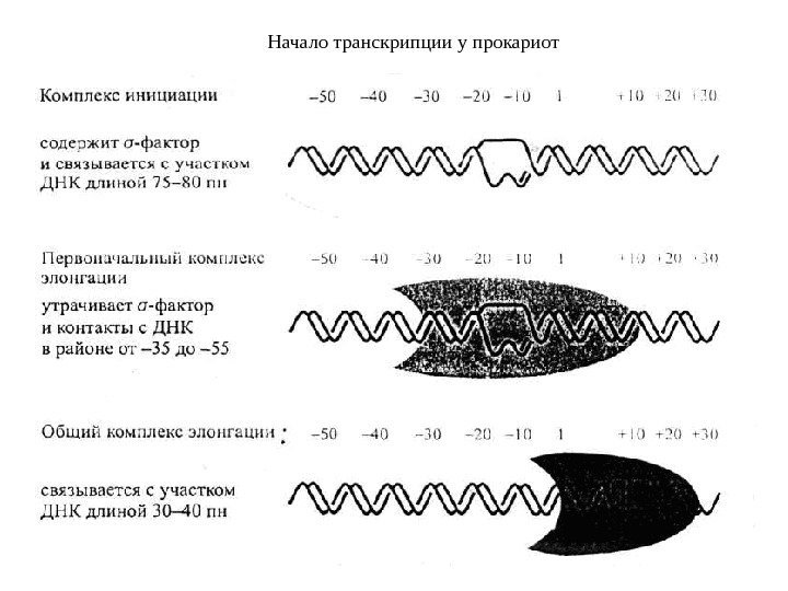 Начало транскрипции у прокариот 