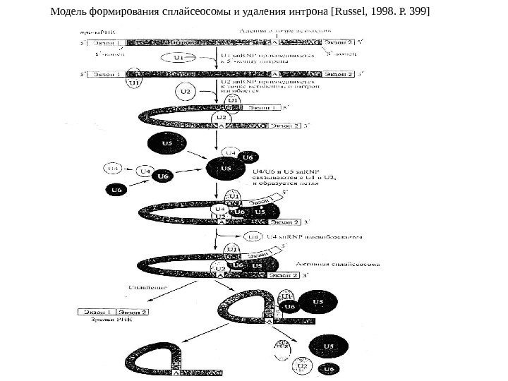 Модель формирования сплайсеосомы и удаления интрона [ Russel , 1998. Р. 399 ] 