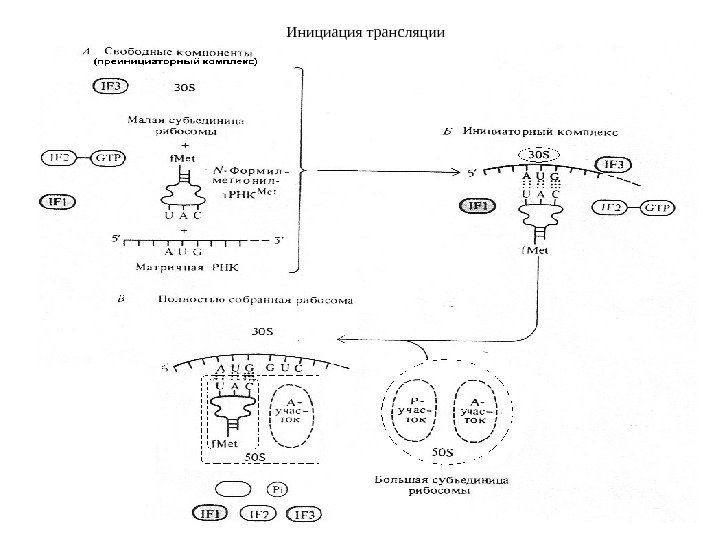 Инициация трансляции 