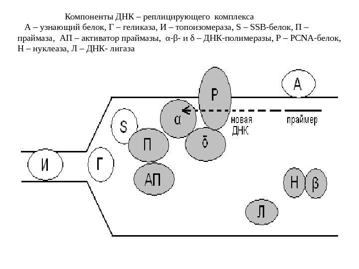 Компоненты ДНК – реплицирующего комплекса     А – узнающий белок, Г