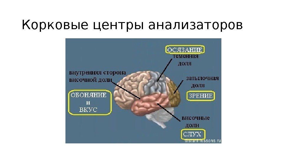 Отдел мозга отвечающий за обоняние