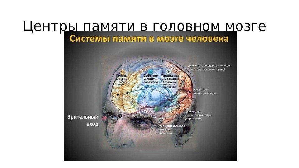 Центры памяти в головном мозге 