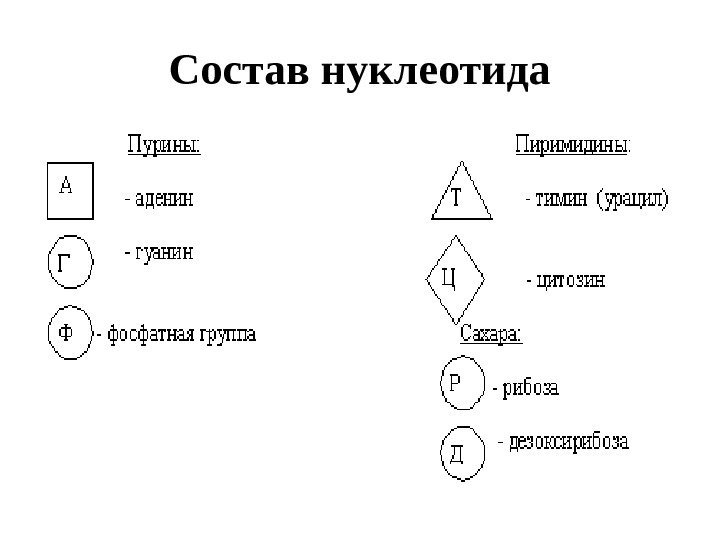 Состав нуклеотида 