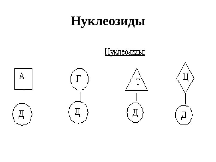 Нуклеозиды 