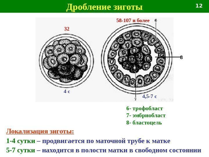   Дробление зиготы 32 4 с 58 -107 и более 4, 5 -7