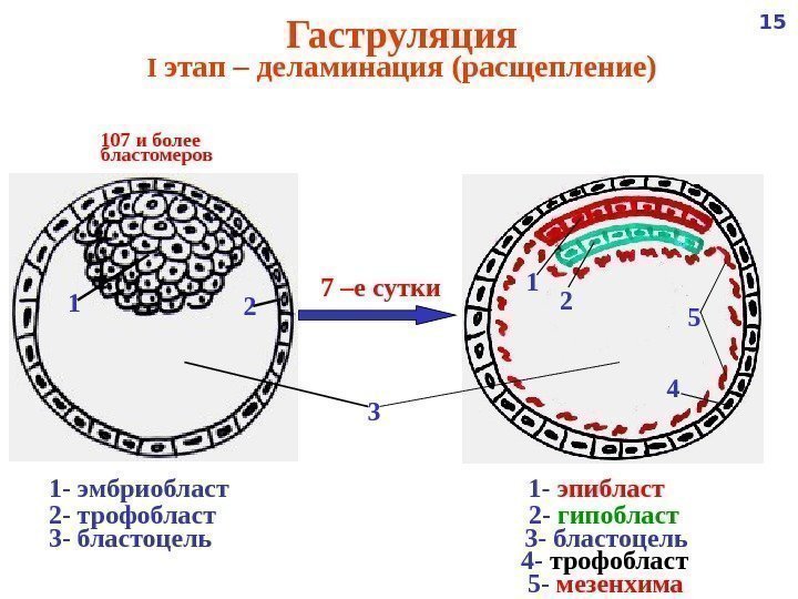   Гаструляция I этап – деламинация (расщепление) 1 - эмбриобласт   
