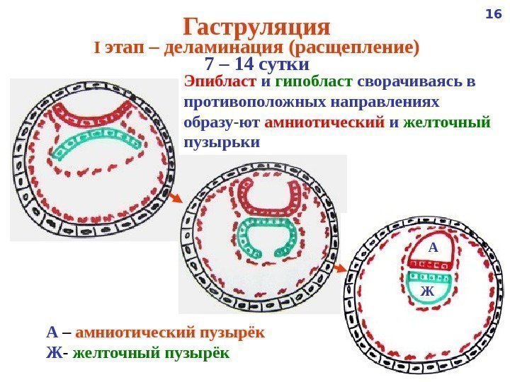   Гаструляция I этап – деламинация (расщепление) 7 – 14 сутки Эпибласт 