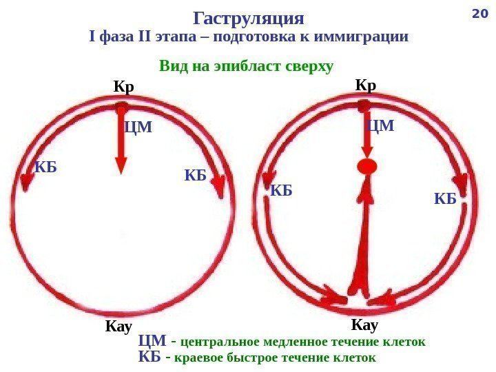        Гаструляция I фаза II этапа – подготовка