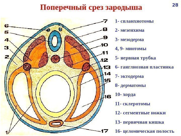   Поперечный срез зародыша 1 - спланхнотомы 2 - мезенхима 3 - мезодерма