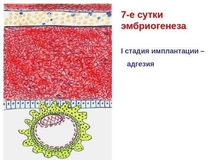   7 -е сутки эмбриогенеза I стадия имплантации – адгезия 