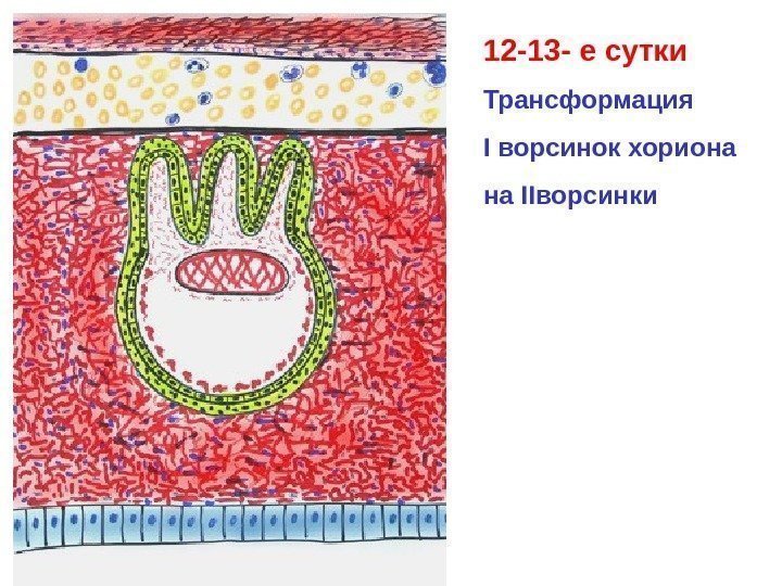   12 -13 - е сутки Трансформация I ворсинок хориона на II ворсинки