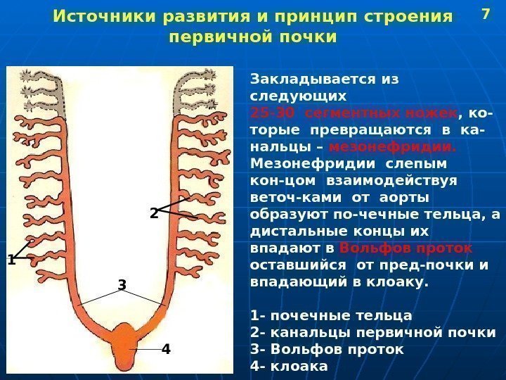 Принцип строения. Первичная почка строение. Источник развития почки. Почечные канальцы первичной почки. Развитие первичной почки.