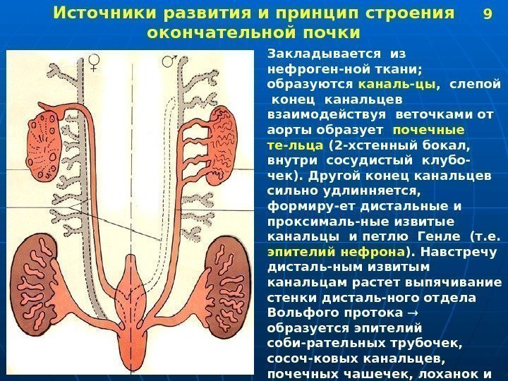 Источник развития. Источник развития почки. Источником развития почек является. Почки развиваются из структуры. Источником развития окончательной почки является.