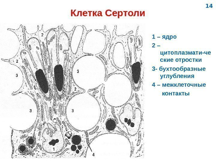   Клетка Сертоли 1 – ядро 2 – цитоплазмати-че ские отростки 3 -