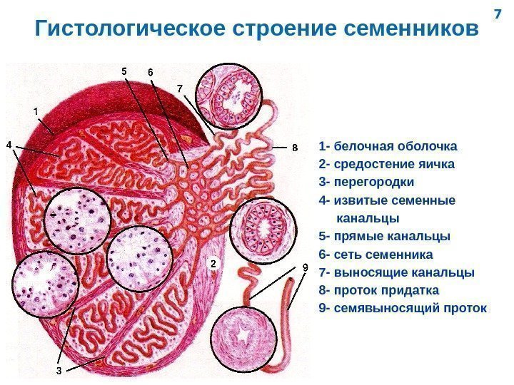   Гистологическое строение семенников 1 - белочная оболочка 2 - средостение яичка 3