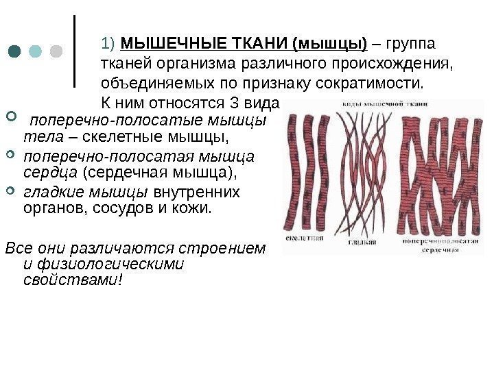 1)  МЫШЕЧНЫЕ ТКАНИ (мышцы) – группа тканей организма различного происхождения,  объединяемых по