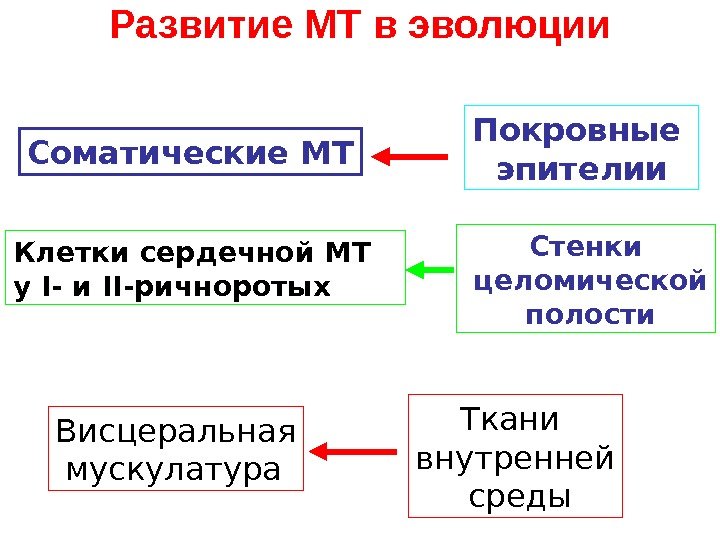 Развитие МТ в эволюции Соматические МТ Покровные эпителии Клетки сердечной МТ у I -