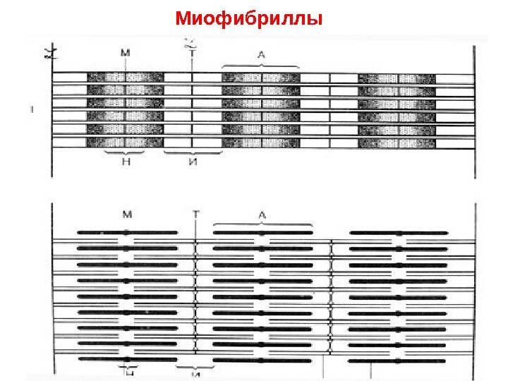 Миофибриллы 