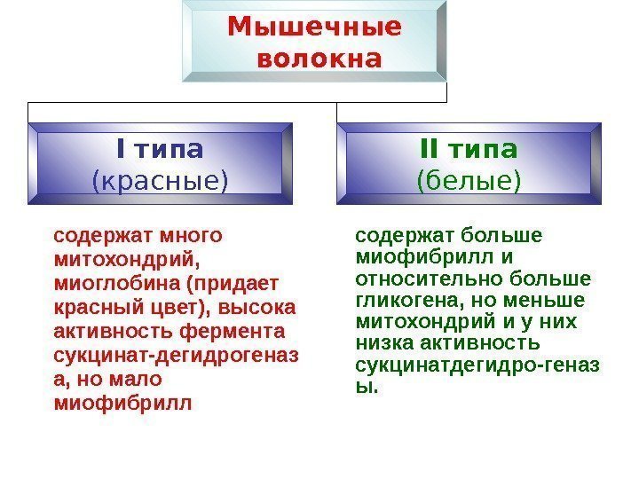  содержат много митохондрий,  миоглобина (придает красный цвет), высока активность фермента сукцинат-дегидрогеназ а,