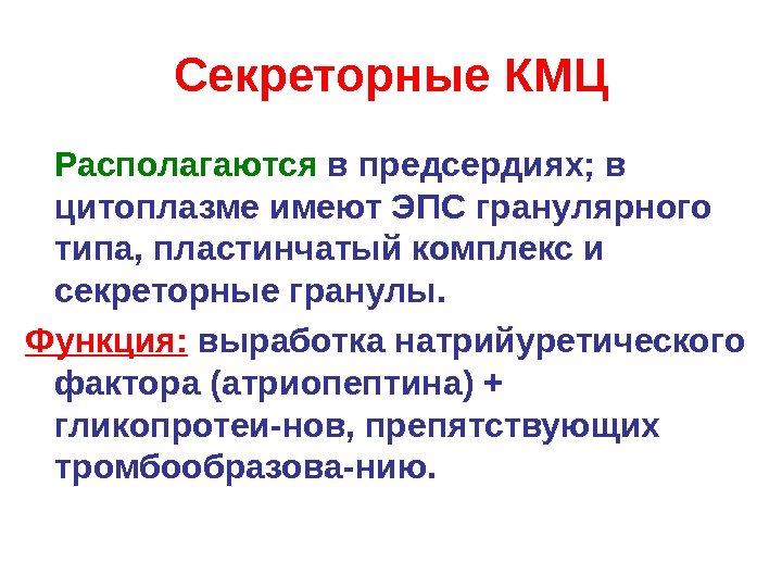 Секреторные КМЦ Располагаются в предсердиях; в цитоплазме имеют ЭПС гранулярного типа, пластинчатый комплекс и