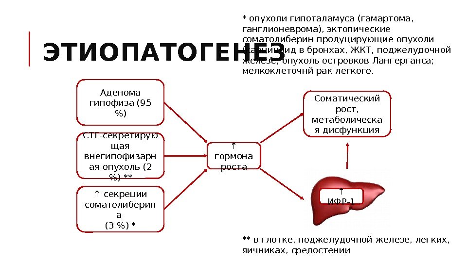 ЭТИОПАТОГЕНЕЗ Аденома гипофиза (95 ) СТГ-секретирую щая внегипофизарн ая опухоль (2 ) ** ↑