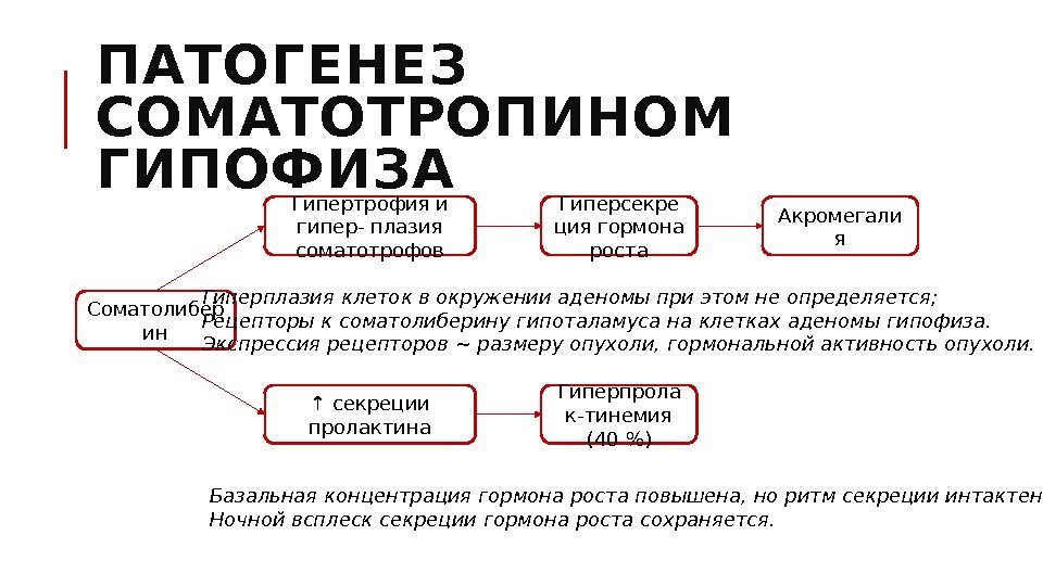 ПАТОГЕНЕЗ СОМАТОТРОПИНОМ ГИПОФИЗА Гиперсекре ция гормона роста Соматолибер ин Гипертрофия и гипер- плазия соматотрофов