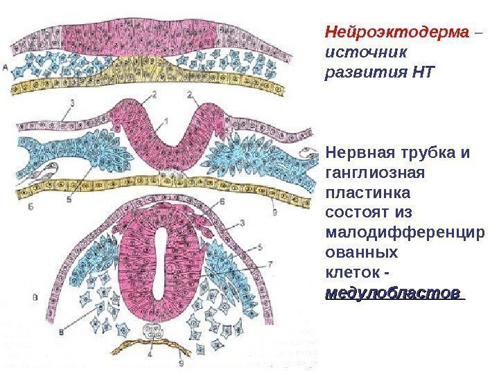   Нейроэктодерма – источник развития НТ Нервная трубка и ганглиозная пластинка состоят из