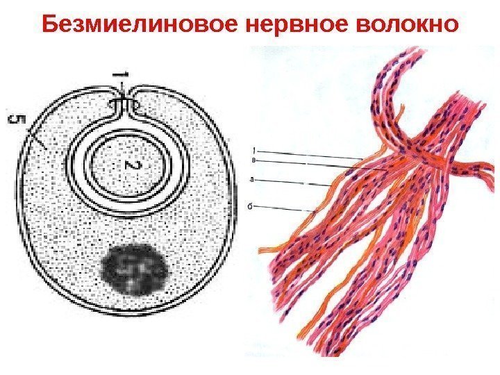   Безмиелиновое нервное волокно 