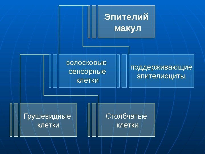 Эпителий  макул волосковые сенсорные  клетки поддерживающие  эпителиоциты Грушевидные клетки Столбчатые 