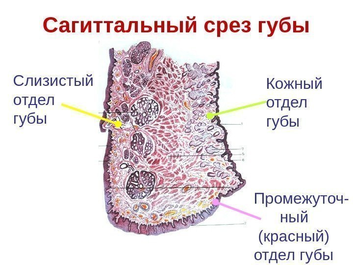 Сагиттальный срез губы Кожный отдел губы Промежуточ-  ный  (красный) отдел губы. Слизистый