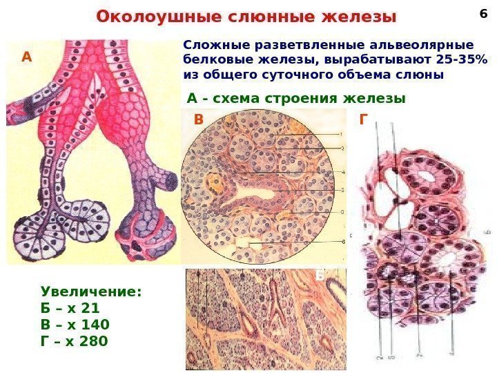 Околоушные слюнные железы А В Б ГА - схема строения железы Увеличение: Б –