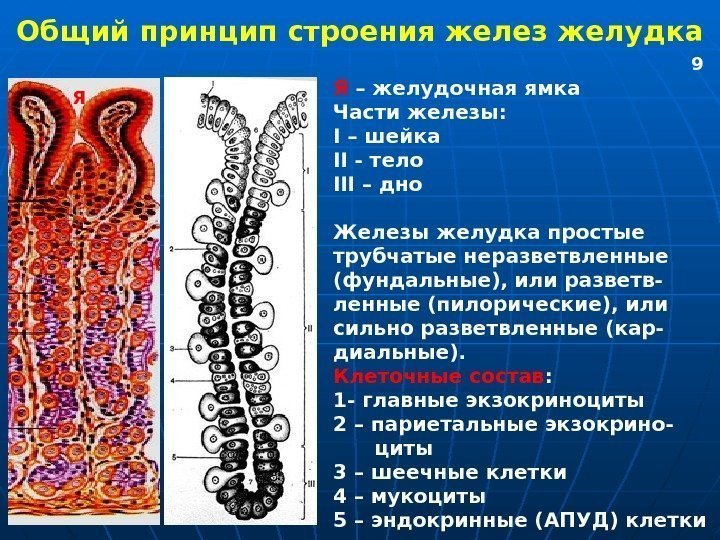   Общий принцип строения желез желудка Я Я – желудочная ямка Части железы: