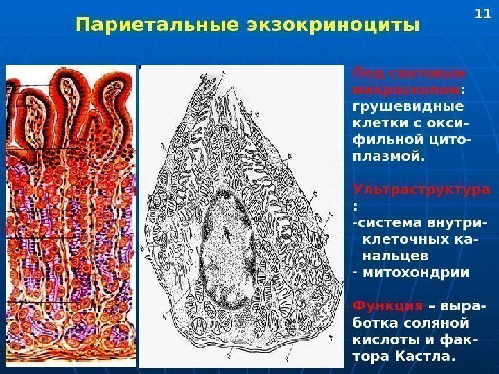   Париетальные экзокриноциты Под световым микроскопом : грушевидные клетки с окси- фильной цито-