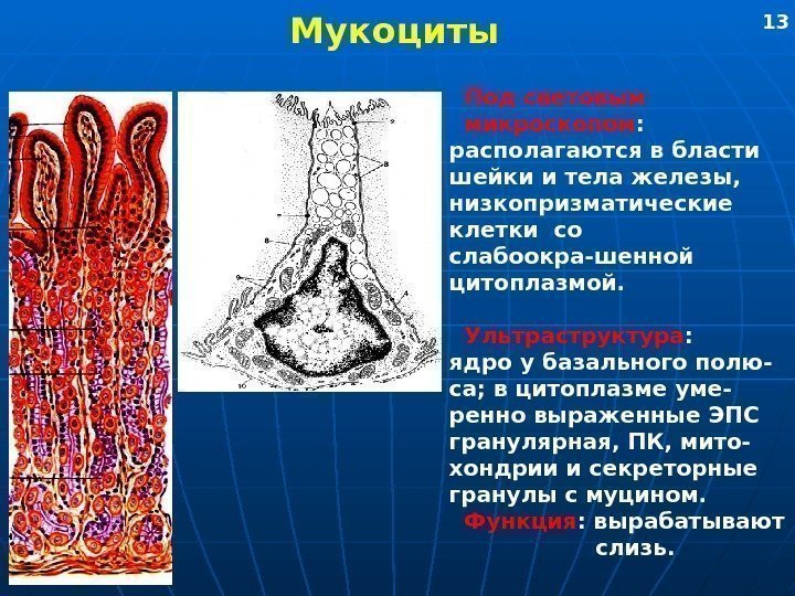   Мукоциты  Под световым  микроскопом : располагаются в бласти  шейки