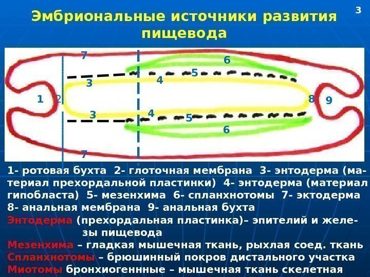   Эмбриональные источники развития пищевода 1 2 3 4 5 67 8 9