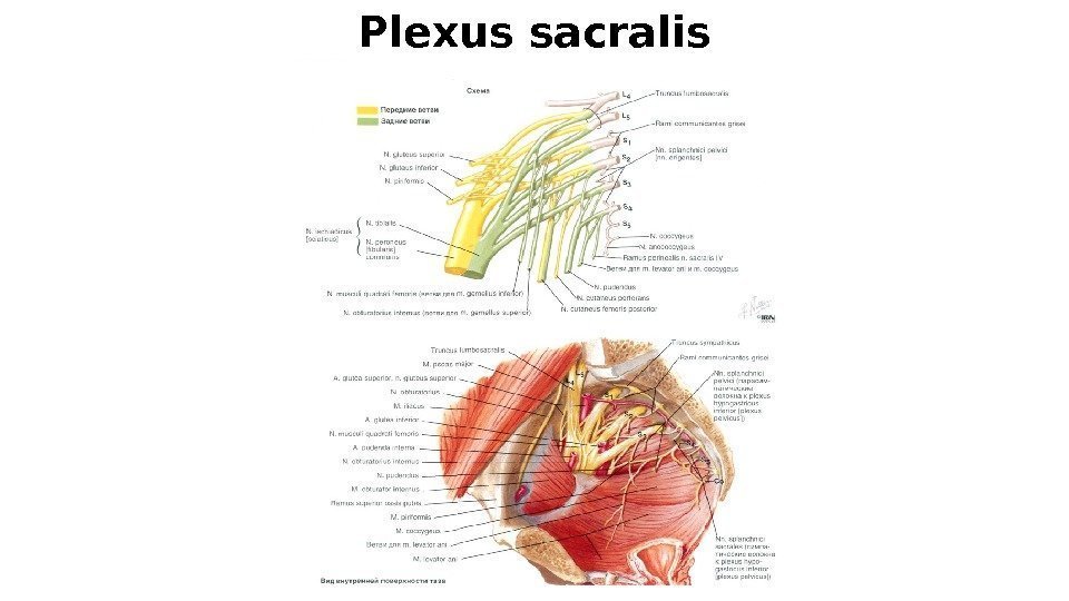 Plexus sacralis 