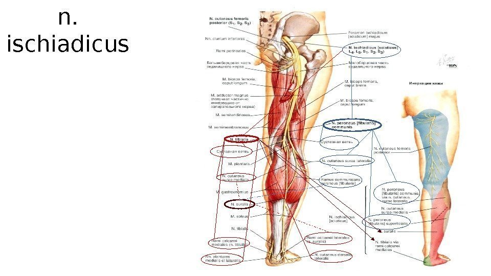 n.  ischiadicus 