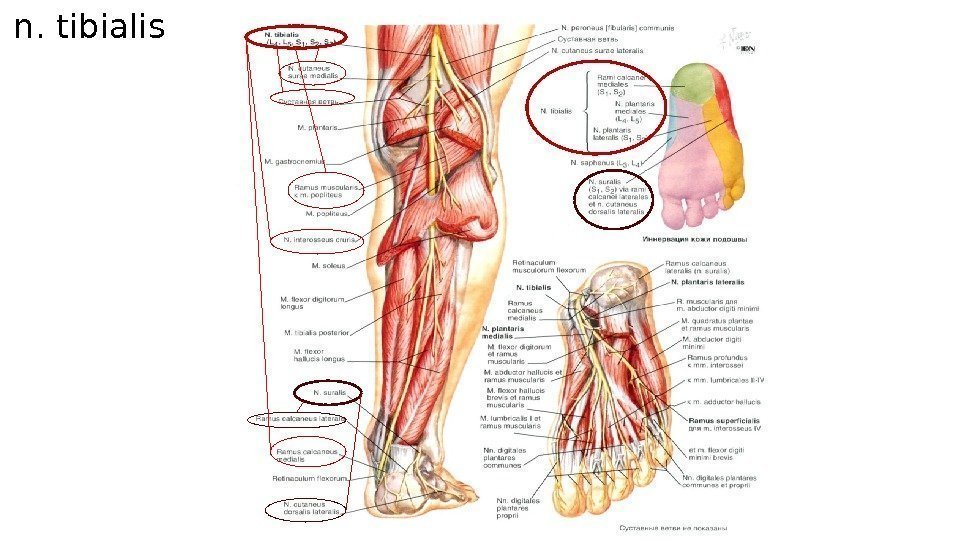 n. tibialis 