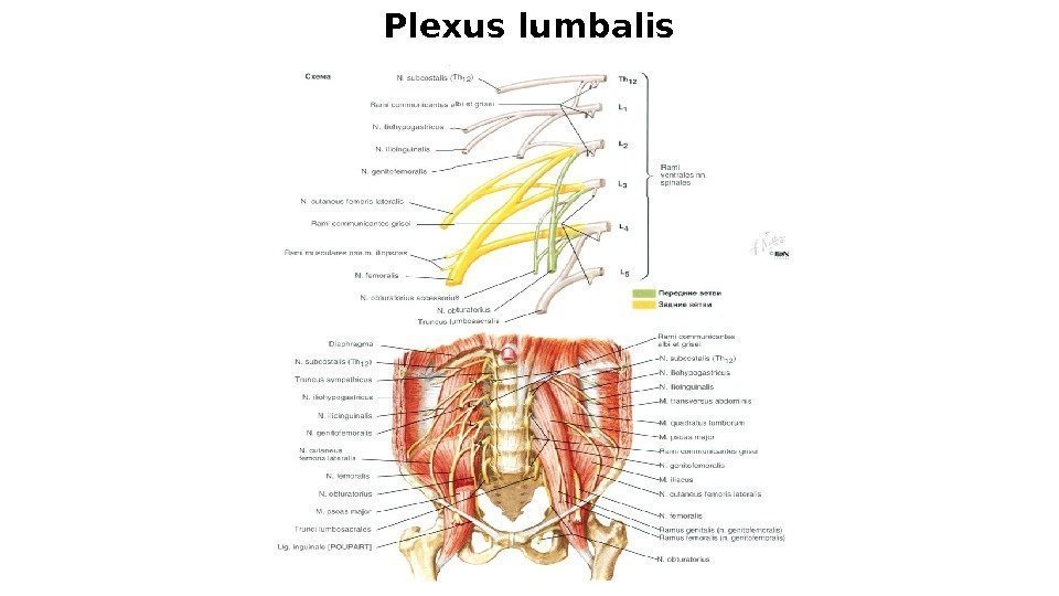 Plexus lumbalis 