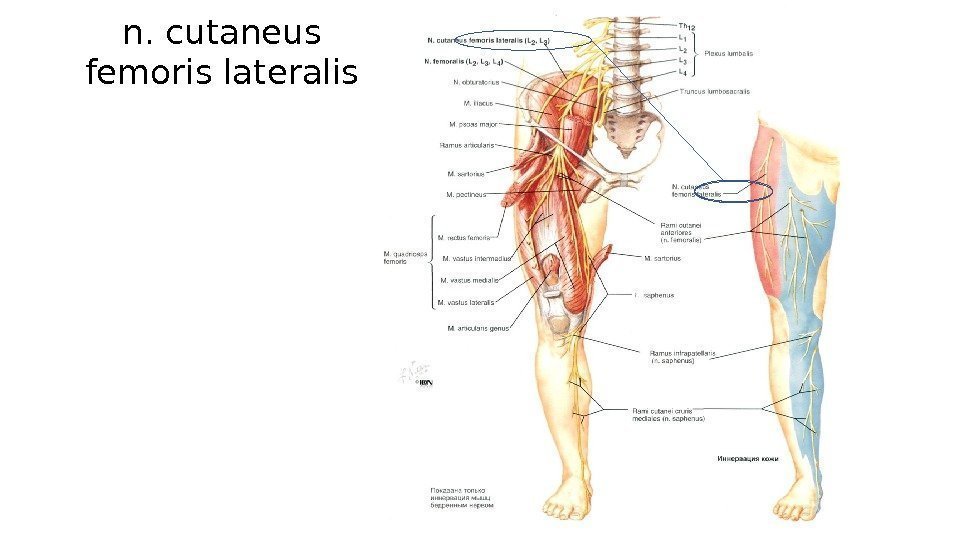 n. cutaneus femoris lateralis 