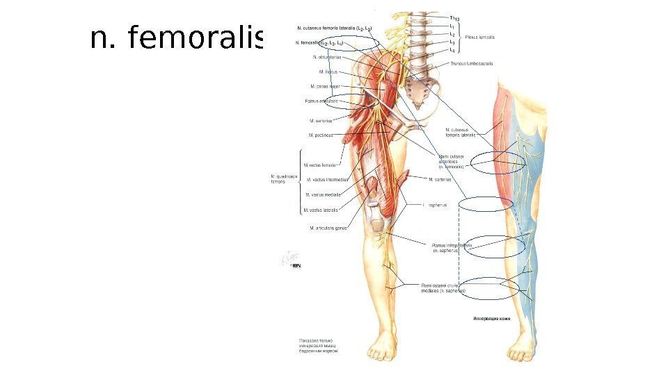 n. femoralis 