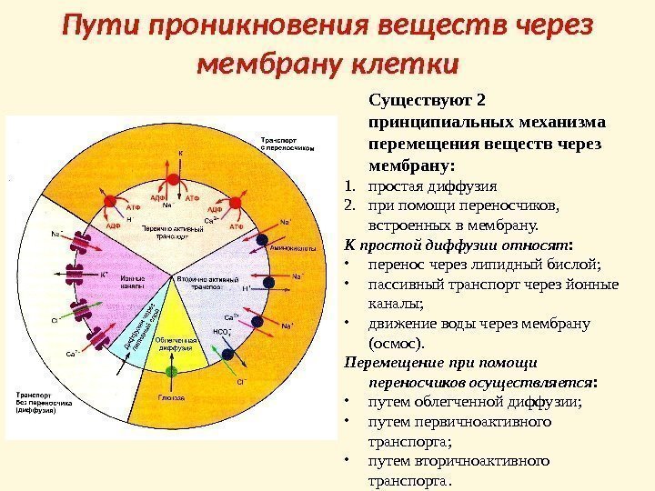 Пути проникновения веществ через мембрану клетки Существуют 2 принципиальных механизма перемещения веществ через мембрану: