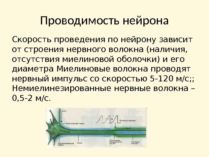 Проводимость нейрона Скорость проведения по нейрону зависит от строения нервного волокна (наличия,  отсутствия