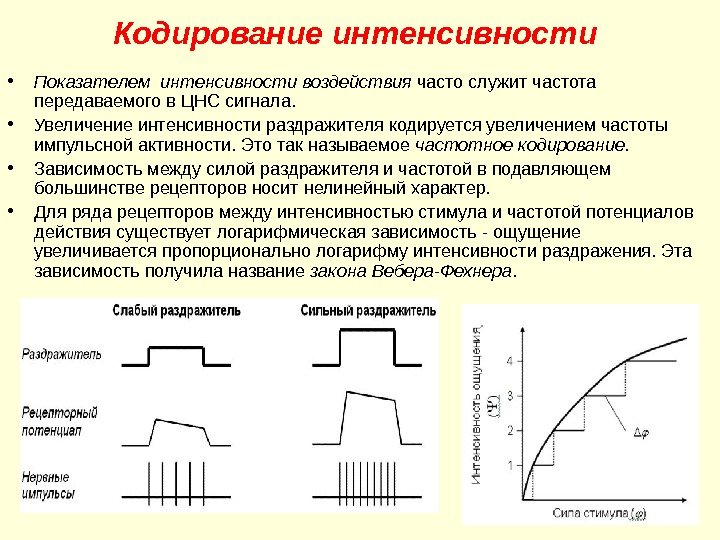 Кодирование интенсивности  • Показателем интенсивности воздействия часто служит частота  передаваемого в ЦНС