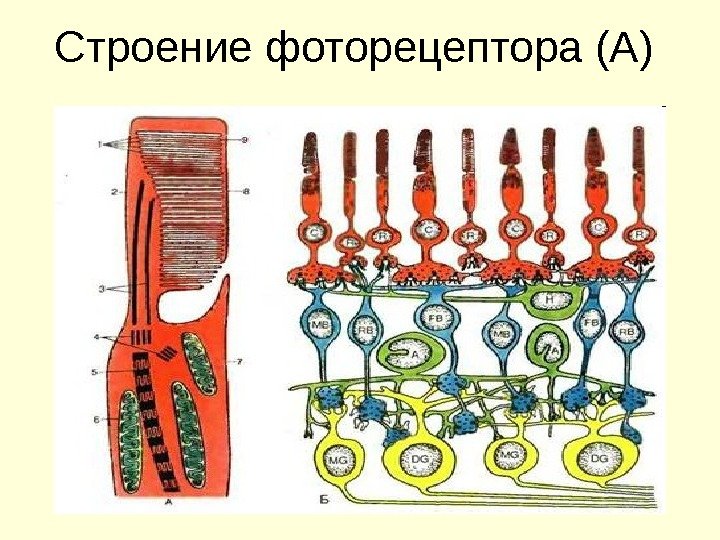 Строение фоторецептора (А) 