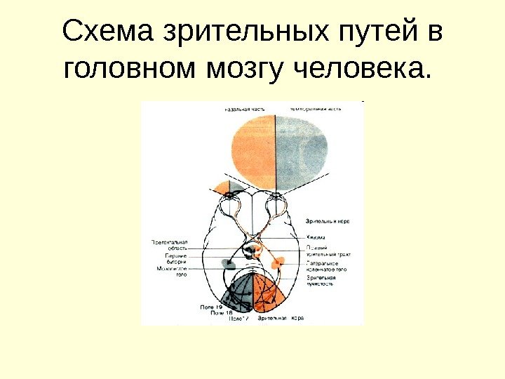 Схема зрительных путей в головном мозгу человека.  